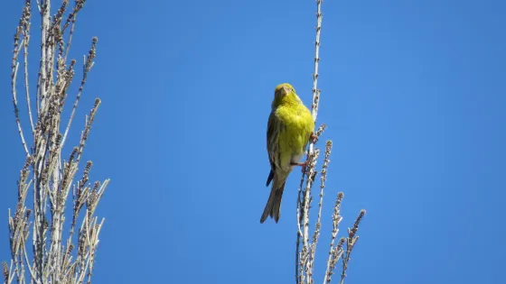 La Charca