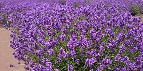 北海道立鄂霍次克流冰公園