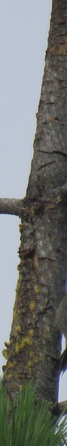 Lundy Lake-莫诺县