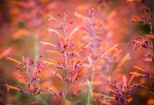 Gardens on Spring Creek景点图片