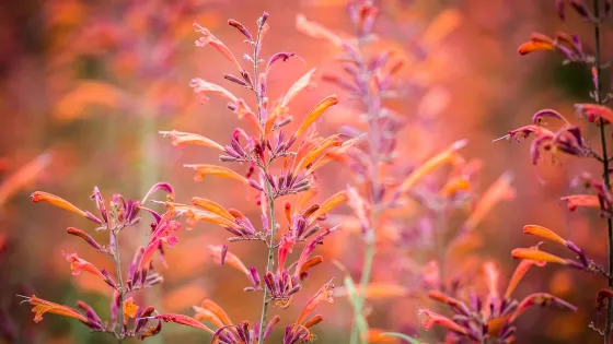 Gardens on Spring Creek