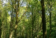 North Cliffe Woods景点图片