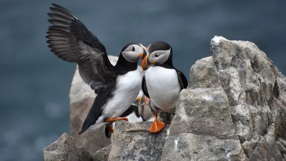 The Elliston Puffin Site