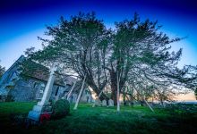 Ancient Yew Tree, Wilmington Church景点图片
