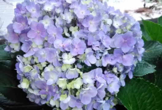 Homebase景点图片