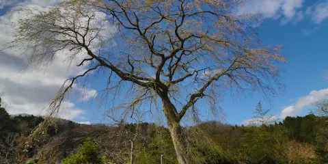 深江のシダレザクラ