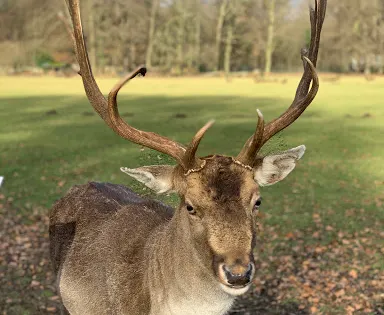 林登塔爾動物公園