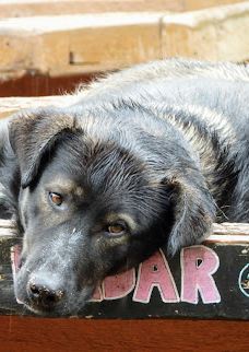 Husky Homestead-麦金利帕克
