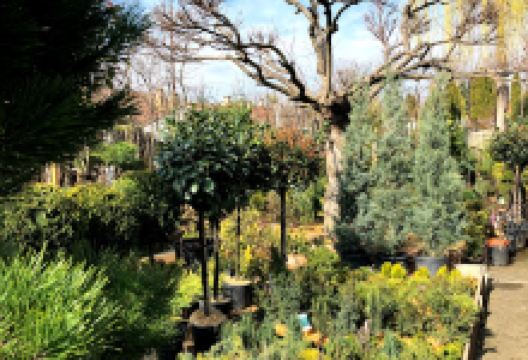 Bolgár Díszfaiskola购物图片