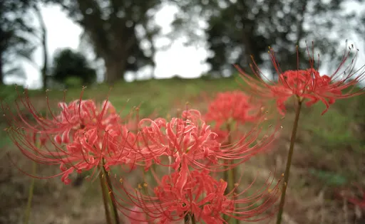 網野銚子山古墳