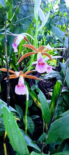 Finca Cantaros-圣维托