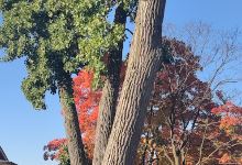 Oak Lawn Park District景点图片