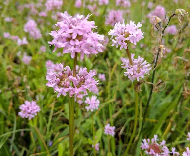 Camassia Natural Area