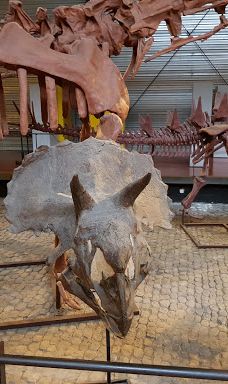 Musee des Dinosaures 'Dinosauria'-埃斯佩拉扎