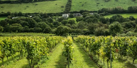 Camel Valley Vineyard