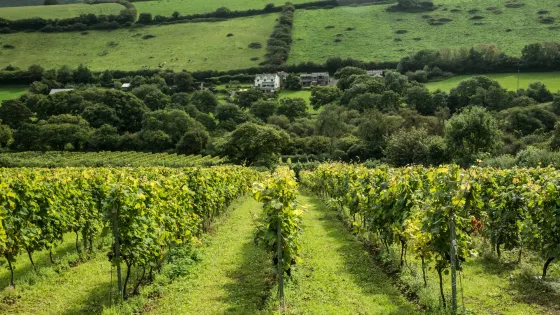Camel Valley Vineyard