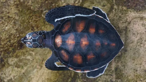 Turtle Conservation Center