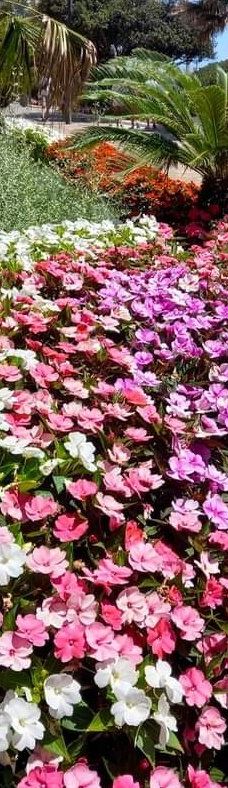 Paseo Maritimo de Estepona-埃斯特波纳