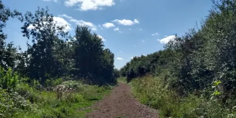 Millfield Nature Reserve