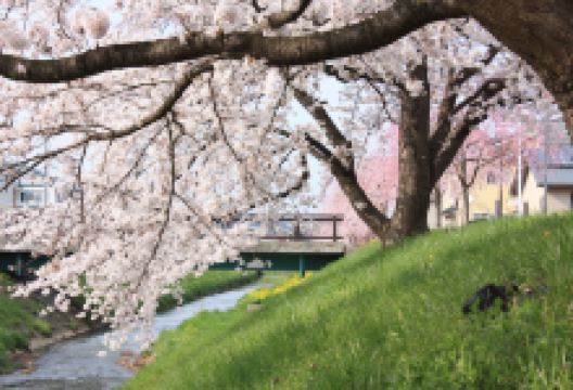 Higashizawa Rose Garden景点图片