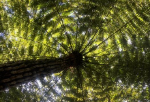 Trounson Kauri Park景点图片