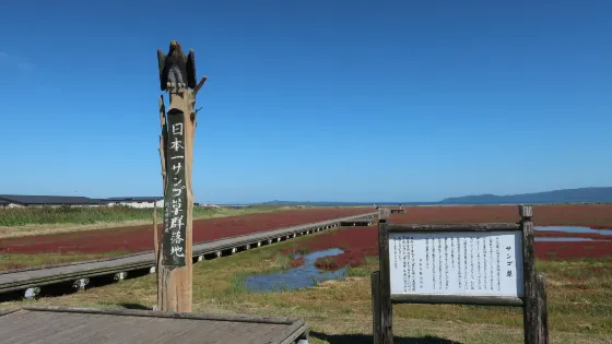 卯原內サンゴ草羣落地