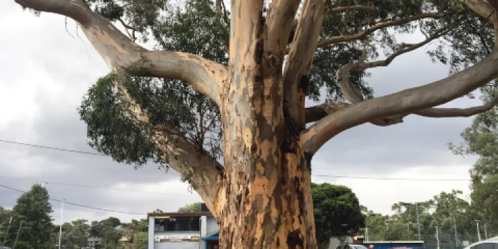 Challenger St Reserve