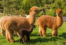 Alpaca Alpaca At Leven Valley景点图片