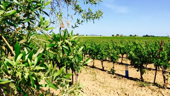 Domaine Les Yeuses