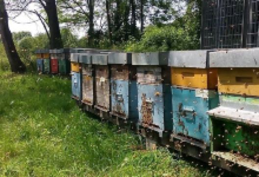 Apicoltura Galleazzi Flavio景点图片