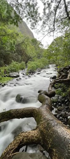 West Maui Forest Reserve-茂宜县