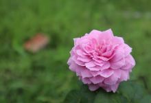 Mộc Yên Garden景点图片