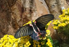 Allgäu Schmetterling- Experience景点图片