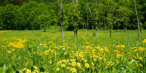 Ikegahara Wetlands Area