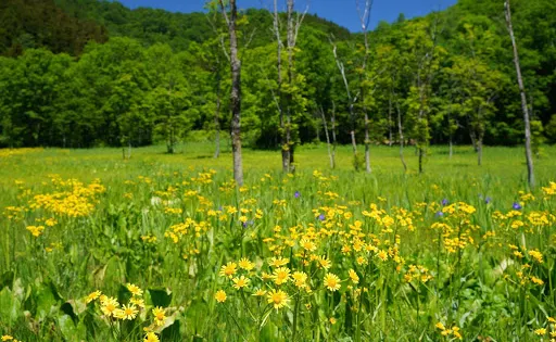 Ikegahara Wetlands Area
