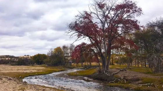 烏蘭布統景區-白樺林