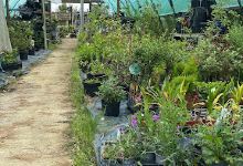 Lords Acre Nursery购物图片