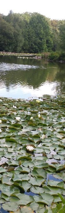 Parc des Gayeulles-雷恩