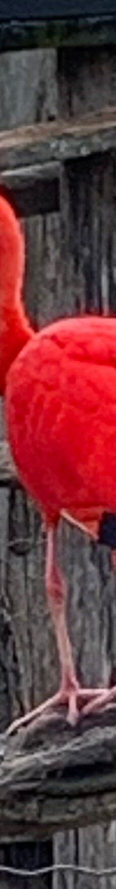 Biotropica, animal gardens-瓦德勒伊