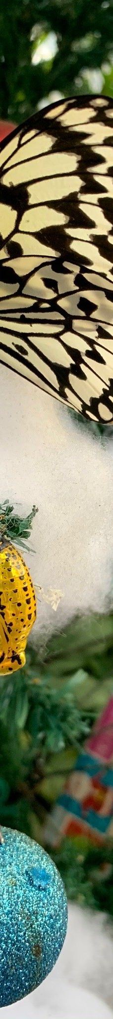 琉宫城蝴蝶园-本部町