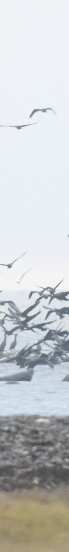 Ottenby Naturum-默尔比隆阿