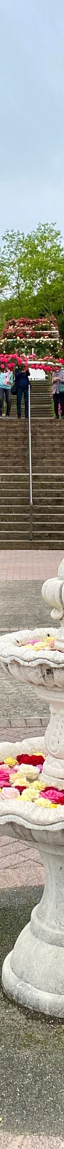 日本最大 鹿屋玫瑰园-鹿屋市