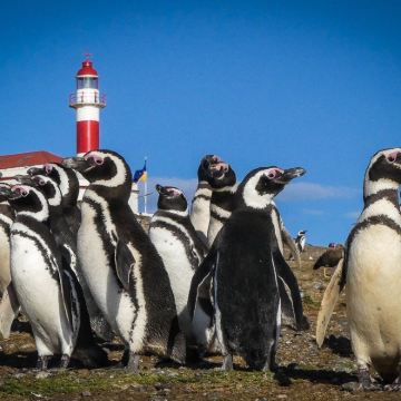 智利 蓬塔阿雷纳斯出发 马格达莱纳企鹅岛半日游 麦哲伦海峡