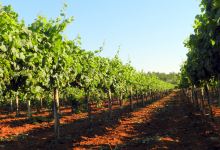 Winery MISAL景点图片