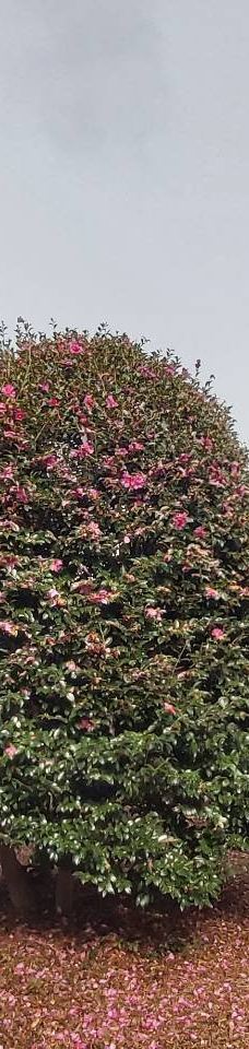 为美里山茶树群-西归浦市