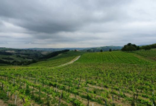 La Piotta Azienda Agricola景点图片