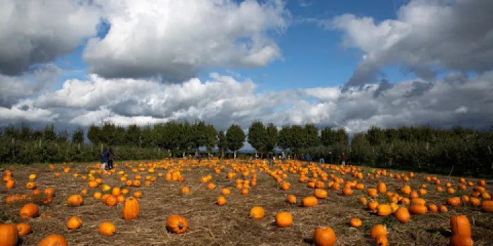 Applebarn at Taves Family Farms