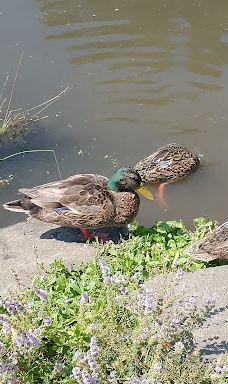 Bruce Starker Arts Park And Natural Area-科瓦利斯