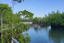 Wisata Tracking mangrove景点图片