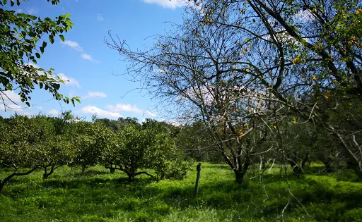 Crooked Run Orchard